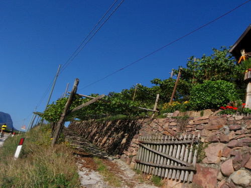 Grape vine tunnel.